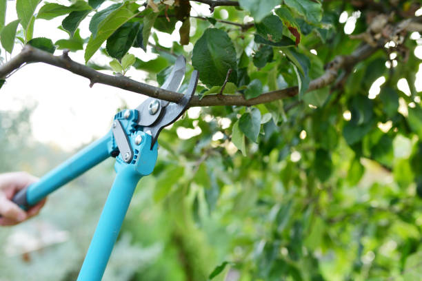 Best Tree Branch Trimming  in Ridgeland, SC